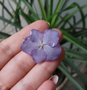 گلسر هورتانسیا