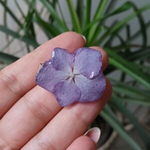 گلسر هورتانسیا